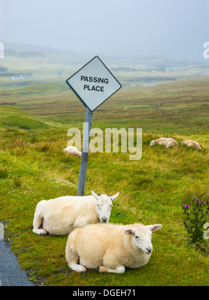 Sheep Rests On Passing Place Of Country Road Beneath Pasture In The Highlands Of Scotland Stock Photo