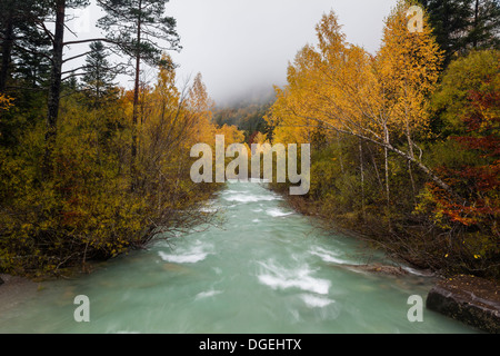 Beech forest and arazas river in autumn at Ordesa National Park, Huesca, Aragon, Spain, Europe Stock Photo