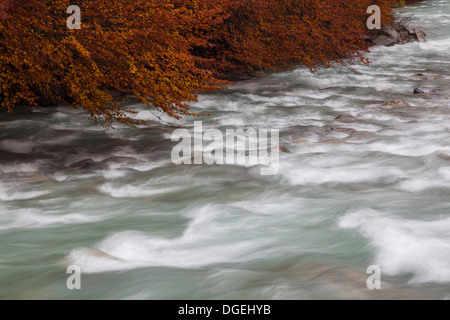 Beech forest and arazas river in autumn at Ordesa National Park, Huesca, Aragon, Spain, Europe Stock Photo