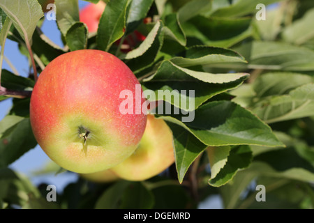 Red apples hanging on an apple tree in autumn Stock Photo