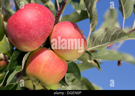 Ripe apples hanging on an apple tree in a garden Stock Photo
