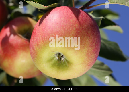 Red, ripe apple hanging on an apple tree in autumn Stock Photo