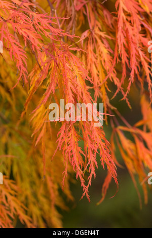Acer palmatum var dissectum, Japanese maple Stock Photo