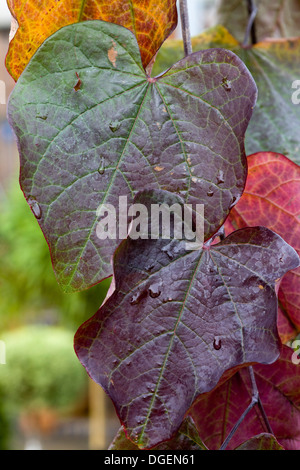 Cercis canadensis Forest Pansy October 'Ruby Falls' Leaf Stock Photo