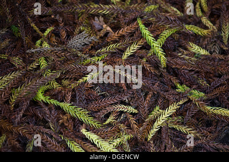 Taiwania cryptomerioides large coniferous tree Needles on the ground Stock Photo