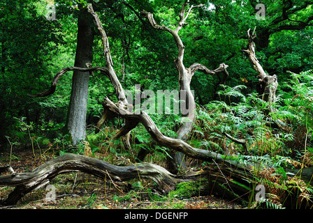 A view of Gritnam Wood in the New Forest Hampshire UK Stock Photo