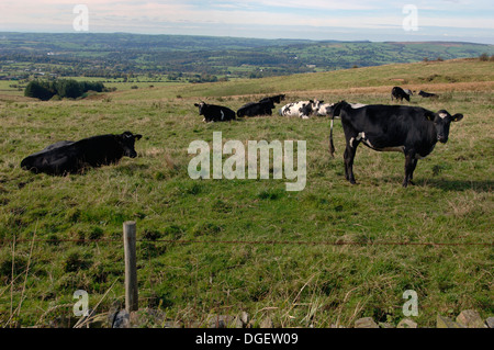 Cattle In A Field, On The Staffordshire Moorlands Stock Photo