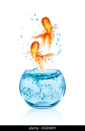 Goldfish jumping out of the aquarium isolated on white background. Search of freedom. Stock Photo