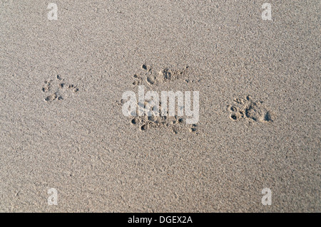 Otter footprints in the sand on Kildonan beach South Uist Scotland Stock Photo