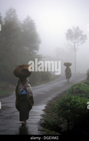 Women carrying tea leaves on their heads in a misty day near Munnar, Kerala. India Stock Photo