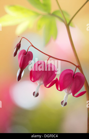 Close up image of the heart shaped Dicentra flower Stock Photo