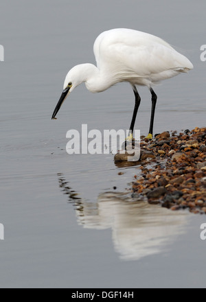A Little Egret (Egretta garzetta) catches a small fish in a shallow lagoon. Its distinctive yellow feet are visible. Rye Harbour Stock Photo