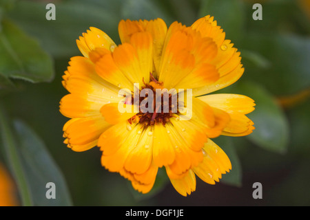 Calendula officinalis ‘Indian Prince’. Stock Photo