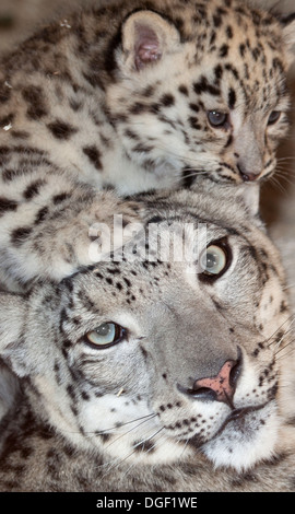 Snow leopard baby Stock Photo