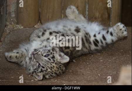 Snow leopard baby Stock Photo