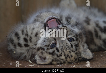 Snow leopard baby Stock Photo