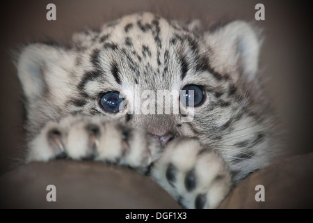 Baby Snow Leopard Stock Photo