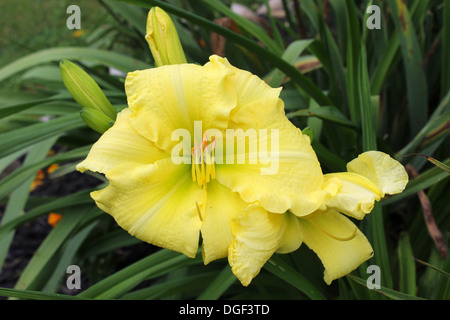 Gladiolus is a genus of perennial flower in the iris family. Stock Photo