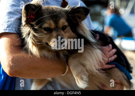 Woman holding a cute, small long-haired black and tan mongrel mutt dog. Stock Photo