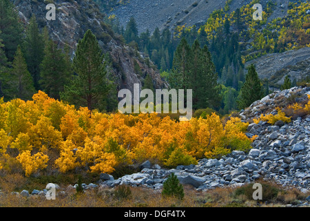 Aspen trees in fall near Tioga Pass, Mono County, California Stock Photo