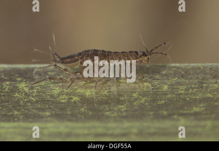 Water hog louse or water slater taken in an aquarium set up and released unharmed Stock Photo