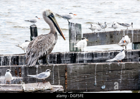 Mature adult Brown Pelican (Pelecanus occidentalis) and seagulls gulls roosting on an abandoned dock structure. Stock Photo