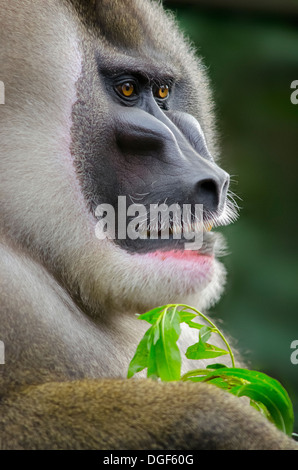 Drill monkey (Mandrillus leucophaeus) adult male, portrait Endangered Stock Photo