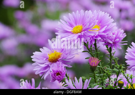 Aster Novi Belgii 01 Stock Photo