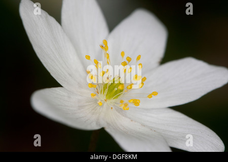 Wind Flower, Wood Anemone, Wind-Flower, Wood-Anemone, Busch-Windröschen, Buschwindröschen, Anemone nemorosa Stock Photo