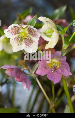 Christmas rose, black hellebore, Christrose, Schneerose, Weihnachtsrose, Schwarze Nieswurz, Helleborus niger Stock Photo