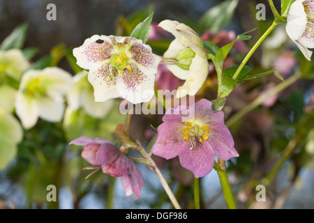 Christmas rose, black hellebore, Christrose, Schneerose, Weihnachtsrose, Schwarze Nieswurz, Helleborus niger Stock Photo