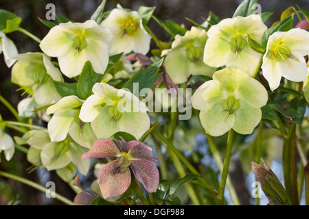 Christmas rose, black hellebore, Christrose, Schneerose, Weihnachtsrose, Schwarze Nieswurz, Helleborus niger Stock Photo