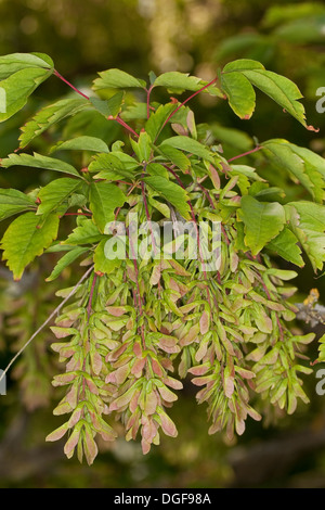 Vine-leafed Maple, Vineleaf Maple, Cissusblättriger Ahorn, Klimmenblättriger Ahorn, Weinblättriger Ahorn, Acer cissifolium Stock Photo