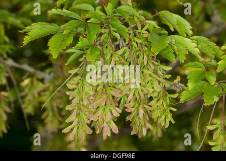 Vine-leafed Maple, Vineleaf Maple, Cissusblättriger Ahorn, Klimmenblättriger Ahorn, Weinblättriger Ahorn, Acer cissifolium Stock Photo