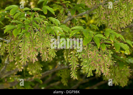 Vine-leafed Maple, Vineleaf Maple, Cissusblättriger Ahorn, Klimmenblättriger Ahorn, Weinblättriger Ahorn, Acer cissifolium Stock Photo