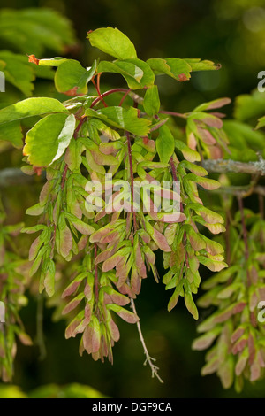 Vine-leafed Maple, Vineleaf Maple, Cissusblättriger Ahorn, Klimmenblättriger Ahorn, Weinblättriger Ahorn, Acer cissifolium Stock Photo