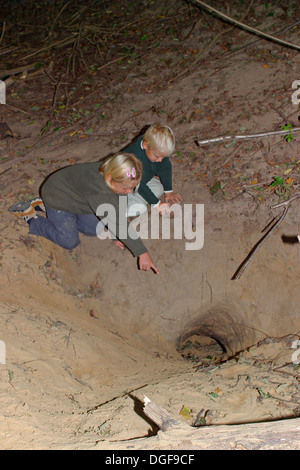 Old World badger, brock, badger set, badger sett, badger's set, badger's burrow, Dachs, Dachsbau, Bau, Meles meles Stock Photo