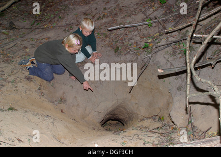 Old World badger, brock, badger set, badger sett, badger's set, badger's burrow, Dachs, Dachsbau, Bau, Meles meles Stock Photo