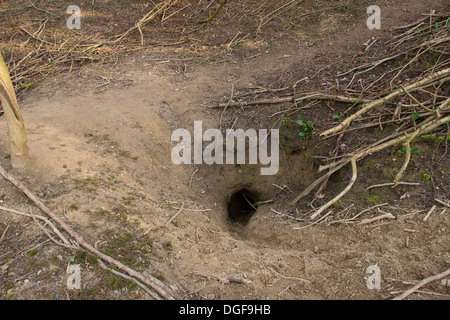 Old World badger, brock, badger set, badger sett, badger's set, badger's burrow, Dachs, Dachsbau, Bau, Meles meles Stock Photo