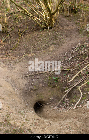 Old World badger, brock, badger set, badger sett, badger's set, badger's burrow, Dachs, Dachsbau, Bau, Meles meles Stock Photo