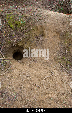 Old World badger, brock, badger set, badger sett, badger's set, badger's burrow, Dachs, Dachsbau, Bau, Meles meles Stock Photo