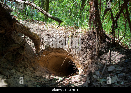 Old World badger, brock, badger set, badger sett, badger's set, badger's burrow, Dachs, Dachsbau, Bau, Meles meles Stock Photo