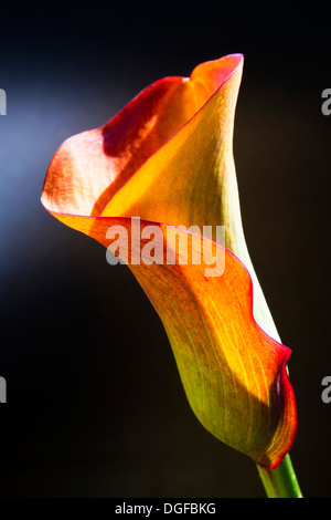 Orange-red flower of a Calla or Calla Lily (Zantedeschia)