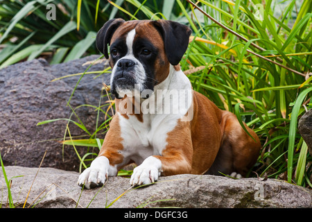 Boxer dog, lying on rocks Stock Photo