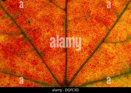 Maple (Acer sp.) leaf structure in transmitted light, autumnal colour, detail, city centre, Frankfurt am Main, Hesse, Germany Stock Photo