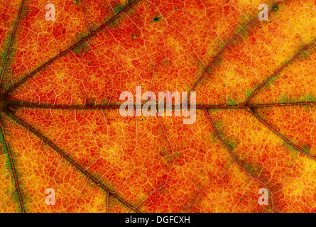Maple (Acer sp.) leaf structure in transmitted light, autumnal colour, detail, city centre, Frankfurt am Main, Hesse, Germany Stock Photo