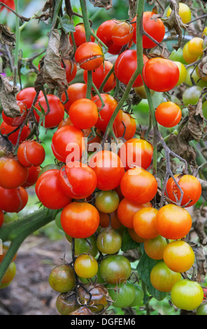 Tomate Braunfaeule - tomato late blight 03 Stock Photo