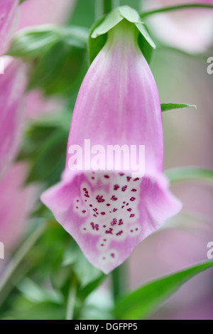 dainty pink foxglove flower also known affectionately as fairy's thimble  Jane Ann Butler Photography  JABP1068 Stock Photo