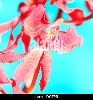 vibrant and alluring red mokara orchid stem still life  Jane Ann Butler Photography  JABP1044 Stock Photo