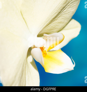 pale yellow phaleanopsis orchid shot in natural light bold and contemporary  Jane Ann Butler Photography  JABP1048 Stock Photo